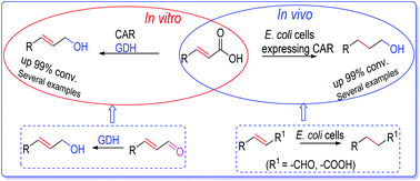 Graphical abstract: Biocatalytic reduction of α,β-unsaturated carboxylic acids to allylic alcohols