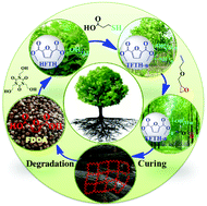 Graphical abstract: Degradable and recyclable bio-based thermoset epoxy resins