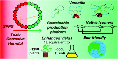 Graphical abstract: An environmentally sustainable biomimetic production of cyclic disulfide-rich peptides
