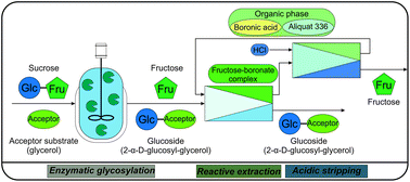 Graphical abstract: Reactive extraction of fructose for efficient separation of sucrose-derived glucosides produced by enzymatic glycosylation