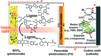 Graphical abstract: Lignin-fueled photoelectrochemical platform for light-driven redox biotransformation
