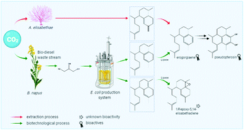 Graphical abstract: Towards a sustainable generation of pseudopterosin-type bioactives