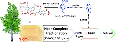Graphical abstract: The fractionation of woody biomass under mild conditions using bifunctional phenol-4-sulfonic acid as a catalyst and lignin solvent