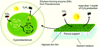 Graphical abstract: Towards sustainable ethylene production with cyanobacterial artificial biofilms