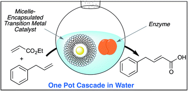 Graphical abstract: One-pot chemoenzymatic reactions in water enabled by micellar encapsulation