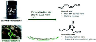 Graphical abstract: Sustainable oxidative cleavage of catechols for the synthesis of muconic acid and muconolactones including lignin upgrading