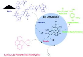 Graphical abstract: A methanol–choline chloride based deep eutectic solvent enhances the catalytic oxidation of lignin into acetovanillone and acetic acid