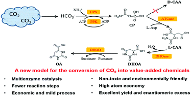 Graphical abstract: Towards the conversion of CO2 into optically pure N-carbamoyl-l-aspartate and orotate by an in vitro multi-enzyme cascade