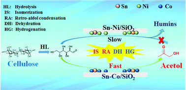 Graphical abstract: A mechanism study on the efficient conversion of cellulose to acetol over Sn–Co catalysts with low Sn content