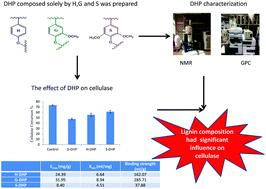 Graphical abstract: A mechanistic study of cellulase adsorption onto lignin