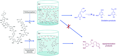 Graphical abstract: Non-catalytic oxidative depolymerization of lignin in perfluorodecalin to produce phenolic monomers