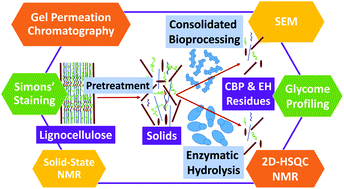 Graphical abstract: The effect of switchgrass plant cell wall properties on its deconstruction by thermochemical pretreatments coupled with fungal enzymatic hydrolysis or Clostridium thermocellum consolidated bioprocessing