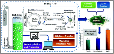 Graphical abstract: High-rate CO2 sequestration using a novel venturi integrated photobioreactor and subsequent valorization to microalgal lipids