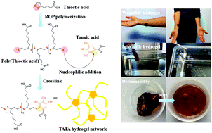 Graphical abstract: Tannic acid–thioctic acid hydrogel: a novel injectable supramolecular adhesive gel for wound healing