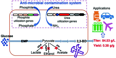 Graphical abstract: Energy- and cost-effective non-sterilized fermentation of 2,3-butanediol by an engineered Klebsiella pneumoniae OU7 with an anti-microbial contamination system