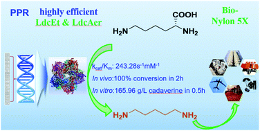 Graphical abstract: Advances in bio-nylon 5X: discovery of new lysine decarboxylases for the high-level production of cadaverine