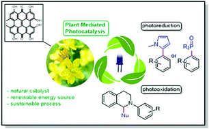 Graphical abstract: Flowers of the plant genus Hypericum as versatile photoredox catalysts