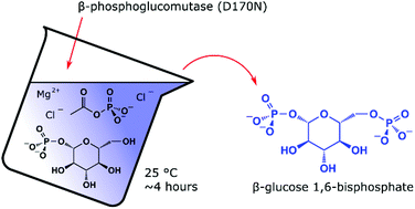 Graphical abstract: Enzymatic production of β-glucose 1,6-bisphosphate through manipulation of catalytic magnesium coordination
