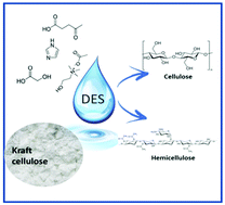 Graphical abstract: Purification of Kraft cellulose under mild conditions using choline acetate based deep eutectic solvents