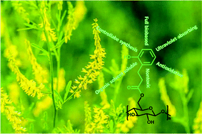 Graphical abstract: Synthesis of a fully biobased cellulose-3-(2-hydroxyphenyl) propionate ester with antioxidant activity and UV-resistant properties by the DBU/CO2/DMSO solvent system