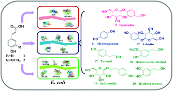 Graphical abstract: Rapid biosynthesis of phenolic glycosides and their derivatives from biomass-derived hydroxycinnamates