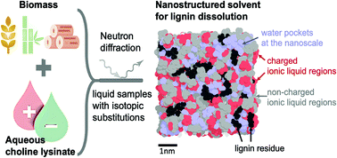 Graphical abstract: Liquid nanostructure of choline lysinate with water and a model lignin residue