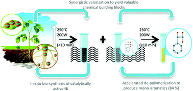 Graphical abstract: Phytocat – a bio-derived Ni catalyst for rapid de-polymerization of polystyrene using a synergistic approach