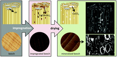 Graphical abstract: Improving the flame retardancy of wood using an eco-friendly mineralisation process