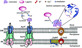 Graphical abstract: Efficient extracellular laccase secretion via bio-designed secretory apparatuses to enhance bacterial utilization of recalcitrant lignin