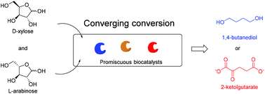 Graphical abstract: Converging conversion – using promiscuous biocatalysts for the cell-free synthesis of chemicals from heterogeneous biomass