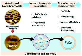 Graphical abstract: Impact of temperature and in situ FeCo catalysis on the architecture and Young's modulus of model wood-based biocarbon