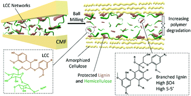 Graphical abstract: Deciphering lignin heterogeneity in ball milled softwood: unravelling the synergy between the supramolecular cell wall structure and molecular events