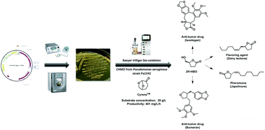Graphical abstract: Identification and expression of a CHMO from the Pseudomonas aeruginosa strain Pa1242: application to the bioconversion of Cyrene™ into a key precursor (S)-γ-hydroxymethyl-butyrolactone