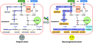 Graphical abstract: Construction and optimization of a microbial platform for sustainable biosynthesis of poly-N-acetyllactosamine glycoprotein in the cytoplasm for detecting tumor biomarker galectin-3