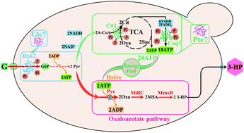 Graphical abstract: A biosynthesis pathway for 3-hydroxypropionic acid production in genetically engineered Saccharomyces cerevisiae