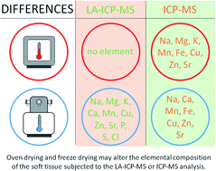 Graphical abstract: The impact of sample preparation on the elemental composition of soft tissues assessed by laser ablation ICP-MS