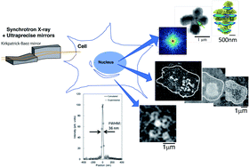 Graphical abstract: Development of X-ray imaging of intracellular elements and structure