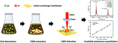 Graphical abstract: Determining available potassium in soil by laser-induced breakdown spectroscopy combined with cation exchange membrane adsorption