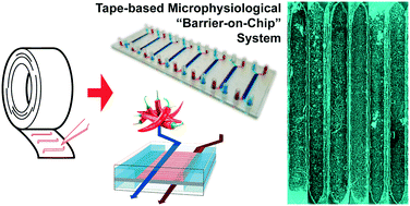 Graphical abstract: Low-cost microphysiological systems: feasibility study of a tape-based barrier-on-chip for small intestine modeling