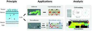 Graphical abstract: Microfluidic device to study flow-free chemotaxis of swimming cells