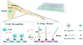 Graphical abstract: A liquid biopsy-guided drug release system for cancer theranostics: integrating rapid circulating tumor cell detection and precision tumor therapy