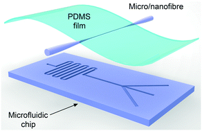 Graphical abstract: Optical micro/nanofibre embedded soft film enables multifunctional flow sensing in microfluidic chips