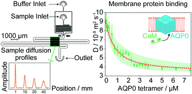 Graphical abstract: A microfluidic strategy for the detection of membrane protein interactions