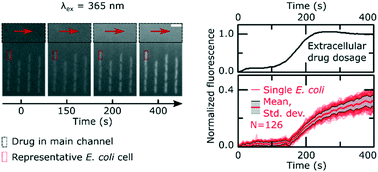 Graphical abstract: Single-cell microfluidics facilitates the rapid quantification of antibiotic accumulation in Gram-negative bacteria