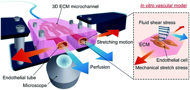 Graphical abstract: ECM-based microchannel for culturing in vitro vascular tissues with simultaneous perfusion and stretch