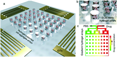 Graphical abstract: On-chip hydrogel arrays individually encapsulating acoustic formed multicellular aggregates for high throughput drug testing