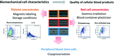 Graphical abstract: Label-free on chip quality assessment of cellular blood products using real-time deformability cytometry