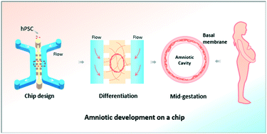 Graphical abstract: Amnion-on-a-chip: modeling human amniotic development in mid-gestation from pluripotent stem cells