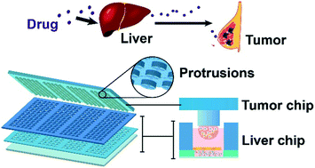 Graphical abstract: An integrated biomimetic array chip for high-throughput co-culture of liver and tumor microtissues for advanced anticancer bioactivity screening