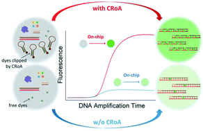 Graphical abstract: Clip-to-release on amplification (CRoA): a novel DNA amplification enhancer on and off microfluidics